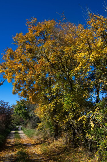 Chêne d'automne