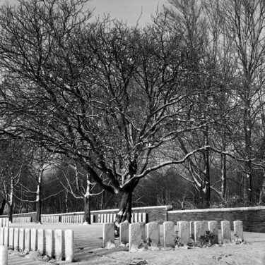 Arbre et stèles