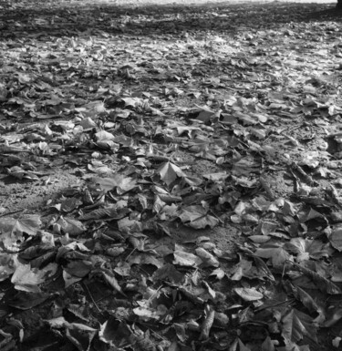 Les feuilles mortes.