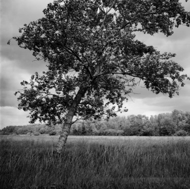 L'arbre