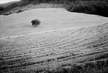 L'arbre perdu